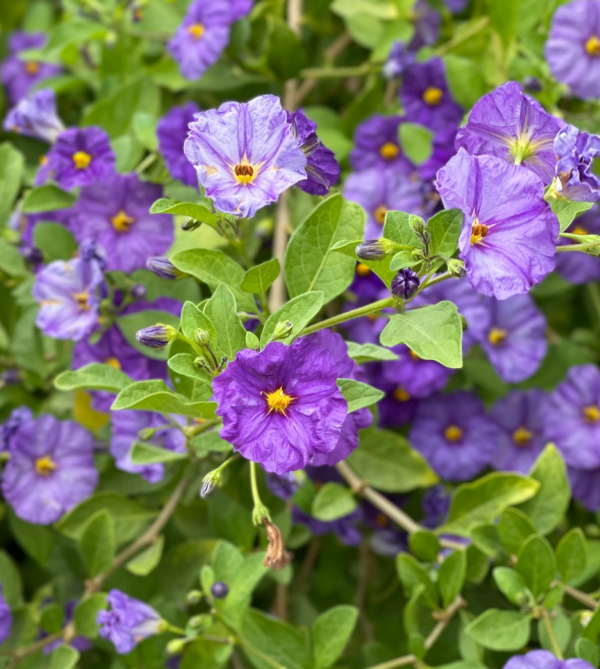 Purple flowers